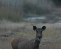 bandhavgarh_025