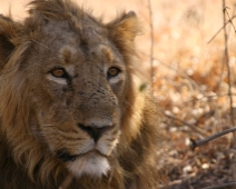 Gir National Park, India