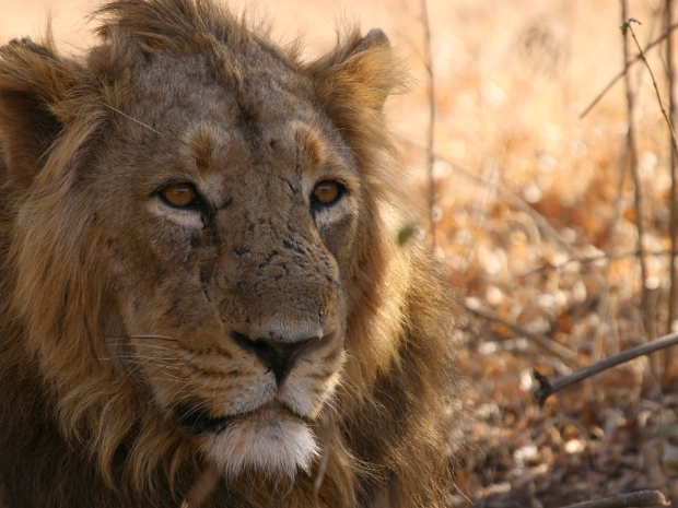 Gir National Park