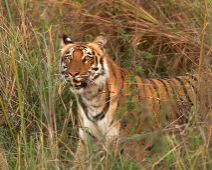 corbett004 Jim Corbett National Park - Tiger