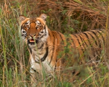 Jim Corbett National Park, India