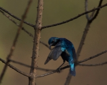 corbett029 Jim Corbett National Park