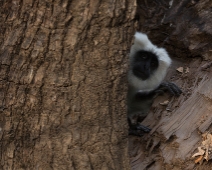 corbett034 Jim Corbett National Park - Langur