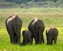 corbett056 Jim Corbett National Park - Elefantfamilj