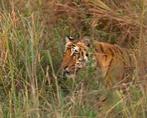 corbett002 Jim Corbett National Park - Tiger