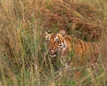 corbett003 Jim Corbett National Park - Tiger