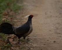 corbett035 Jim Corbett National Park