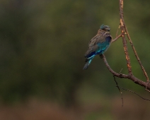 corbett041 Jim Corbett National Park