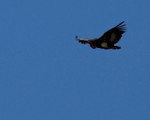 corbett054 Jim Corbett National Park