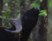 gaur_04 Kanha National Park Gaur