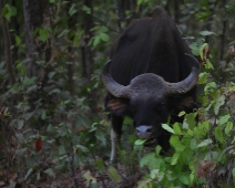 gaur_06 Kanha National Park Gaur