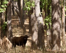 gaur_09 Kanha National Park Gaur