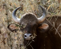 gaur_10 Kanha National Park Gaur