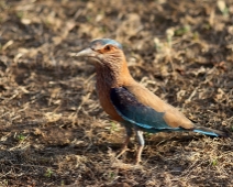 indianroller Kanha National Park