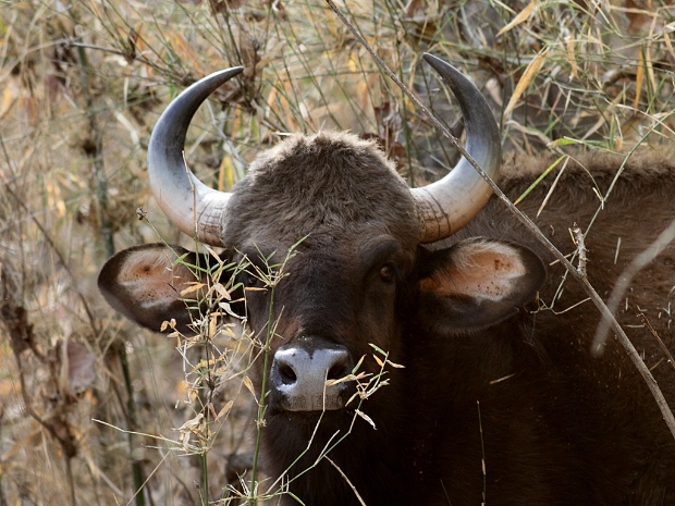 Kanha National Park