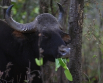 gaur_02 Kanha National Park Gaur