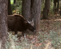 gaur_15 Kanha National Park Gaur