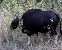 gaur_16 Kanha National Park Gaur