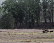 gaur_18 Kanha National Park Gaur