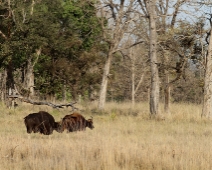 gaur_19 Kanha National Park Gaur