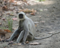 langur_01 Kanha National Park