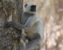 langur_04 Kanha National Park