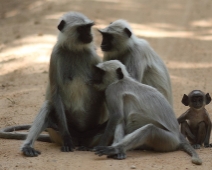 langur_05 Kanha National Park