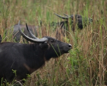 kaziranga_012