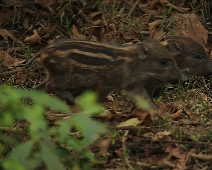 kaziranga_021