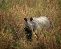 Kaziranga National Park, India