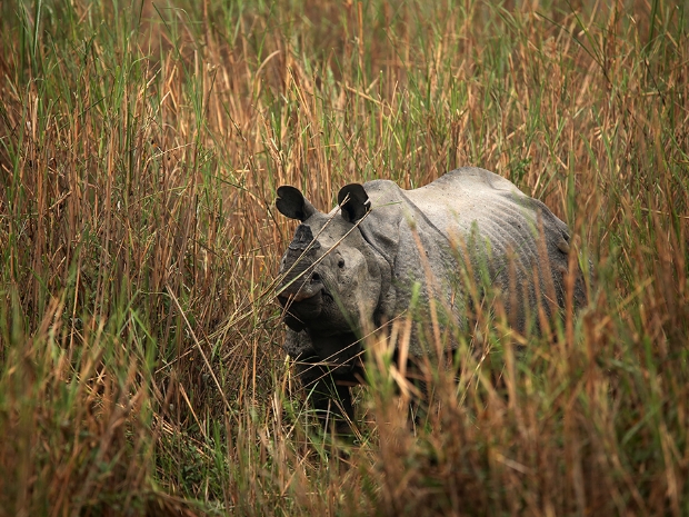 Kaziranga National Park