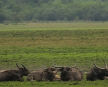 kaziranga_003