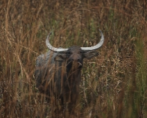 kaziranga_006