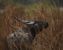 kaziranga_007