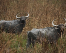 kaziranga_008