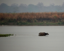 kaziranga_009