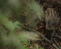 kaziranga_020