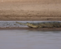 National Chambal Sanctuary