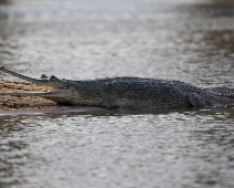 chambal_001 National Chambal Sanctuary - Gharial