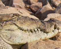 chambal_003 National Chambal Sanctuary - Sumpkrokodil