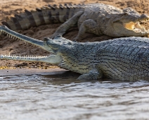 chambal_004 National Chambal Sanctuary Gharial och Sumpkrokodil