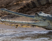 chambal_005 National Chambal Sanctuary - Gharial