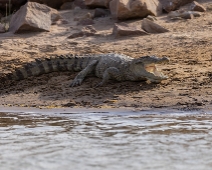 chambal_006 National Chambal Sanctuary - Mugger (Sumpkrokodil)