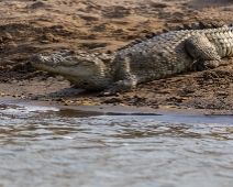 chambal_007 National Chambal Sanctuary - Mugger (Sumpkrokodil)