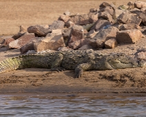 chambal_008 National Chambal Sanctuary - Mugger (Sumpkrokodil)