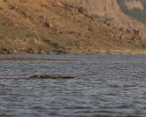 chambal_013 National Chambal Sanctuary - Mugger (Sumpkrokodil)