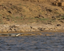 chambal_015 National Chambal Sanctuary - Gharial