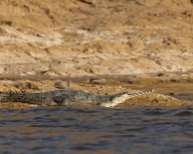 chambal_016 National Chambal Sanctuary - Gharial