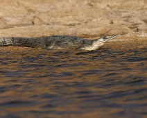 chambal_018 National Chambal Sanctuary - Gharial