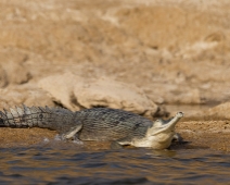 chambal_019 National Chambal Sanctuary - Gharial